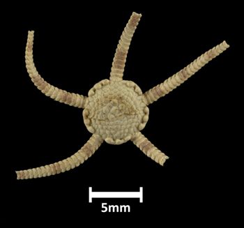 Media type: image;   Invertebrate Zoology OPH-5307 Description: Top of brittle star with a view of the disc.;  Aspect: dorsal